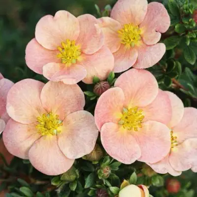 Лапчатка ДЕЙДАУН кустарниковая  в Жлобине