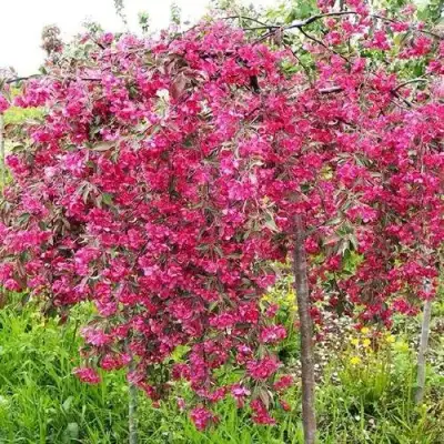 Яблоня КИНГ БЬЮТИ декоративная в Жлобине