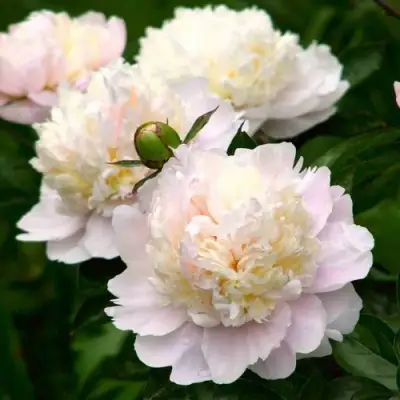 Пион ШИРЛИ ТЕМПЛ травянистый в Жлобине