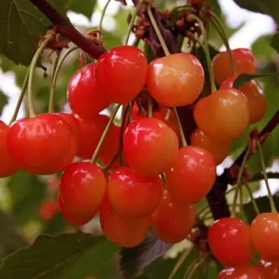 Черешня ФАТЕЖ в Жлобине