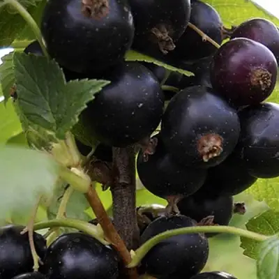 Смородина чёрная НЕСТЕР КОЗИН в Жлобине