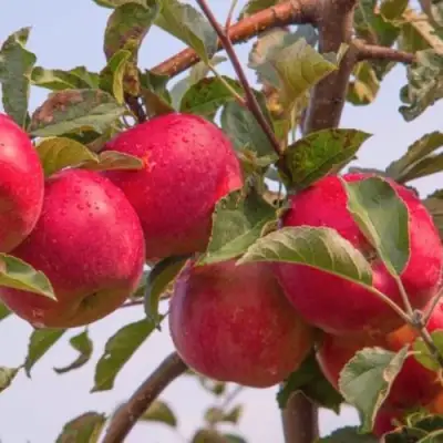 Яблоня РОЖДЕСТВЕНСКОЕ в Жлобине