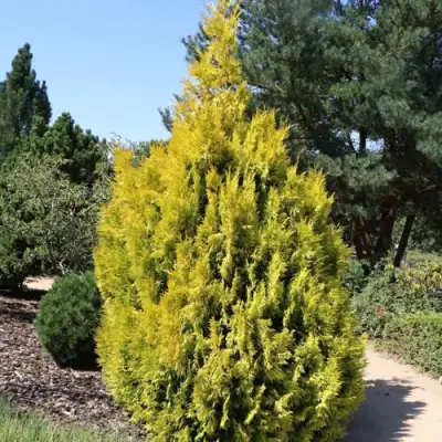 Туя СТОУНХАМ ГОЛД складчатая в Жлобине