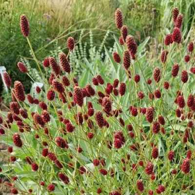 Кровохлебка БИТЛВИНГЗ в Жлобине