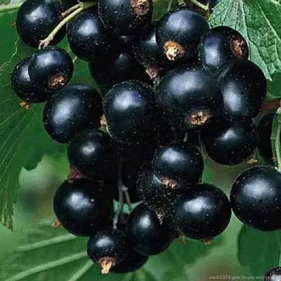 Смородина черная БЕН КОНАН в Жлобине