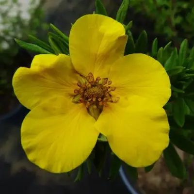 Лапчатка ГОЛДФИНГЕР кустарниковая в Жлобине