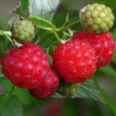 Малина СОЛНЫШКО в Жлобине