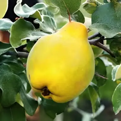 Айва МИР в Жлобине