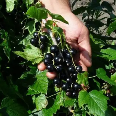 Смородина чёрная СЕЛЕЧЕНСКАЯ в Жлобине