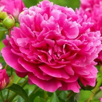 Пион НОЧНЫЕ ГРЕЗЫ древовидный в Жлобине