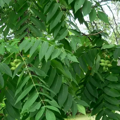 Орех МАНЬЧЖУРСКИЙ в Жлобине