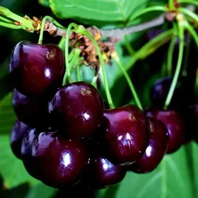 Дюк НОЧКА в Жлобине