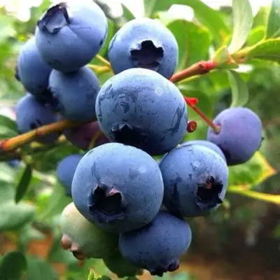 Голубика ДЮК в Жлобине