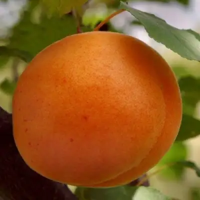 Абрикос ОЛИМП в Жлобине