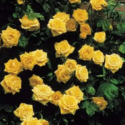 Роза ЛАНДОРА чайно-гибридная в Жлобине