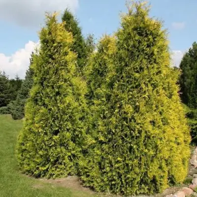 Туя АУРЕОСПИКАТА западная в Жлобине