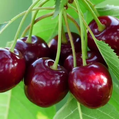 Дюк ЖИВИЦА (ЧЕРЕВИШНЯ) в Жлобине