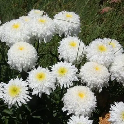 Нивяник ФИОНА ГОГХИЛЛ великолепный в Жлобине