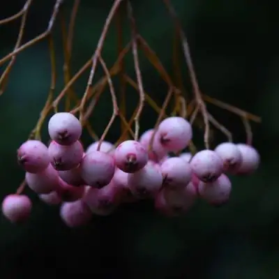 Рябина ПЕКИНСКАЯ сладкоплодная в Жлобине