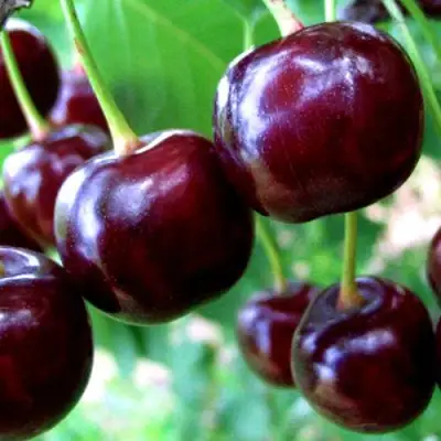 Дюк ЧУДО-ВИШНЯ в Жлобине