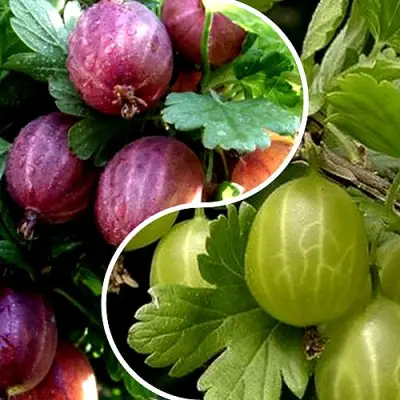 Комплект РЕДКИЙ СЧАСТЛИВЧИК в Жлобине