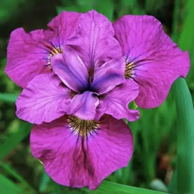 Ирис СИ Я ЛЕЙТЕР сибирский в Жлобине