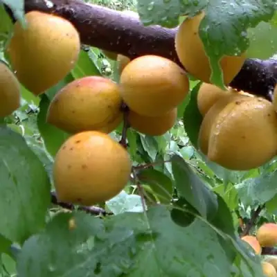 Абрикос МАНИТОБА в Жлобине