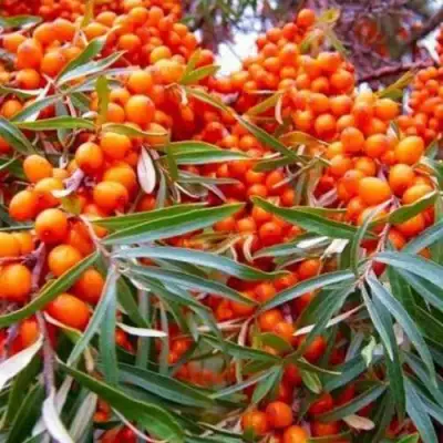 Облепиха ВОРОБЬЕВСКАЯ в Жлобине