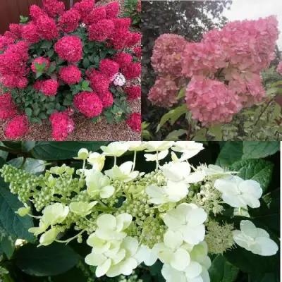 Комплект САД ЭМОЦИЙ в Жлобине