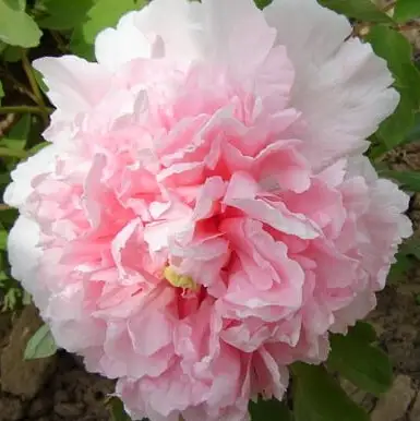 Пион БУКЕТ РОЗОВЫХ ГВОЗДИК древовидный в Жлобине