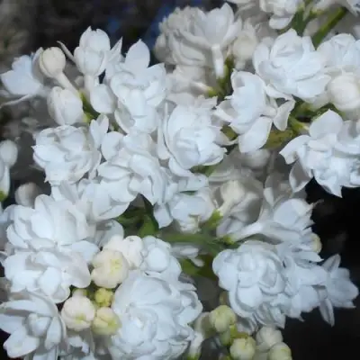 Сирень МИСС ЭЛЕН ВИЛМОТТ в Жлобине