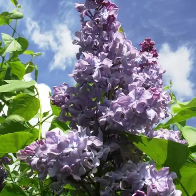 Сирень КРЫЛЬЯ НАДЕЖДЫ в Жлобине