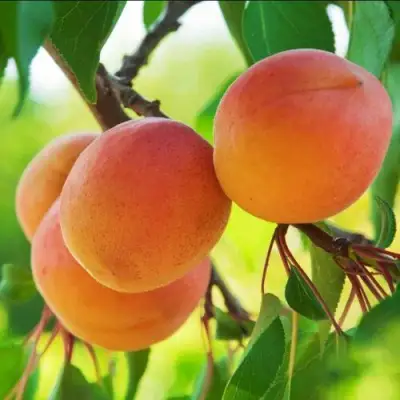 Абрикос ДЕБЮТ в Жлобине