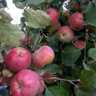 Яблоня АЛЬВА в Жлобине