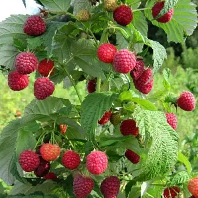 Малина БРУСИЛОВСКАЯ в Жлобине