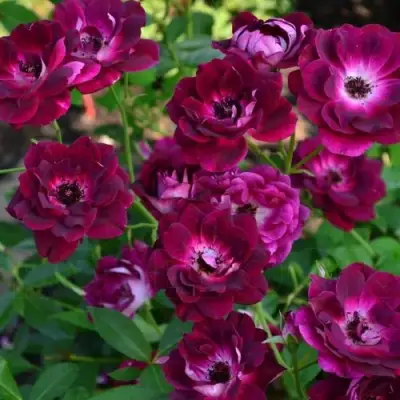 Роза БУРГУНДИ АЙС флорибунда в Жлобине