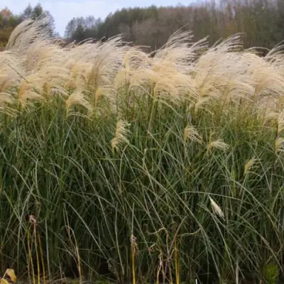Мискантус ВАНИЛЛА СКАЙ китайский в Жлобине