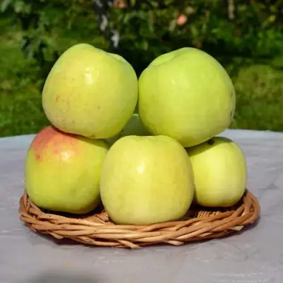 Яблоня БИРСКОЕ ГРУШЕВОЕ (БИЧИК) в Жлобине