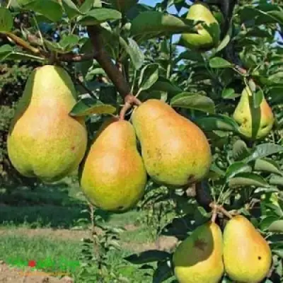 Груша ДОБРЯНКА в Жлобине