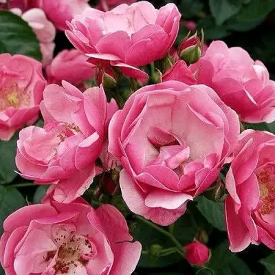 Роза АНГЕЛА флорибунда в Жлобине