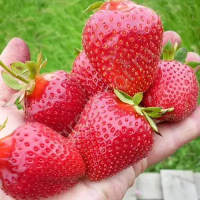 Клубника ЭЛИАНЕ в Жлобине