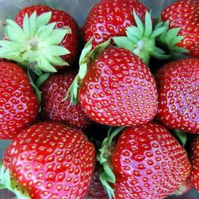 Клубника МАЛЬВИНА в Жлобине