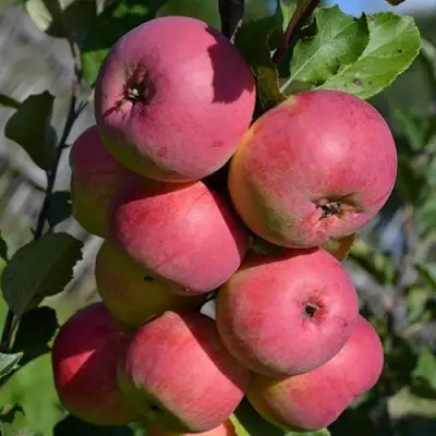 Яблоня ВЭМ-РОЗОВЫЙ в Жлобине