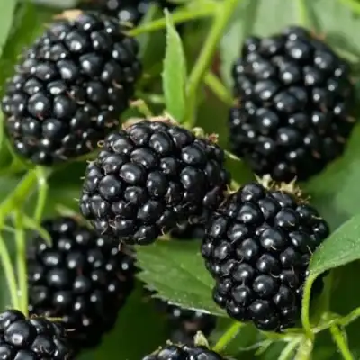 Ежевика ТРИПЛ КРАУН бесшипная  в Жлобине