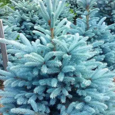 Ель МАДЖЕСТИК БЛЮ колючая в Жлобине