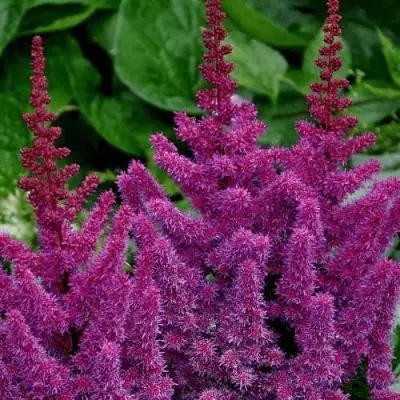 Астильба БЛЭК ЭНД БЛУ китайская в Жлобине