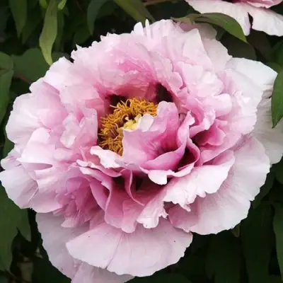 Пион РОЗОВАЯ РЕКА древовидный в Жлобине