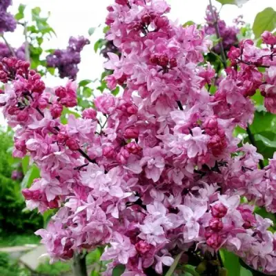 Сирень ОЛИМПИАДА КОЛЕСНИКОВА в Жлобине