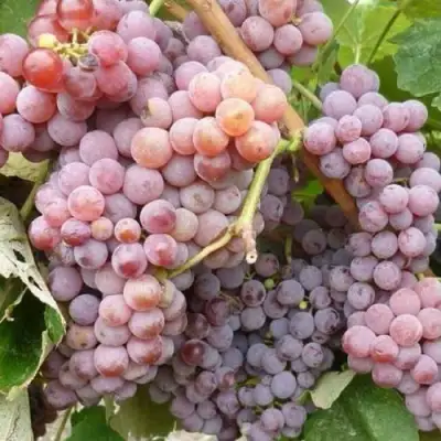 Виноград РИЛАЙНС ПИНК СИДЛИС в Жлобине