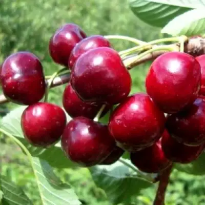 Вишня ВЯНОК в Жлобине